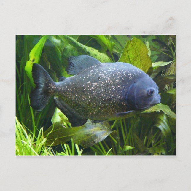 Carte Postale piranha (Devant)