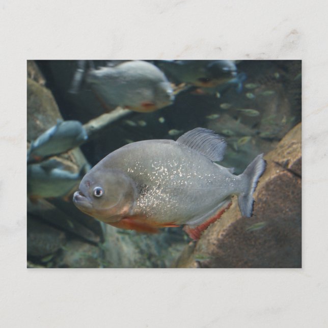 Carte Postale Piranha poisson photo couleur de nage (Devant)