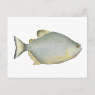 Carte Postale Piranha Rubis Rouge
