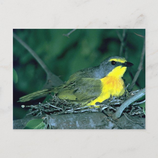 Carte Postale Pirate de Bush avec Orangebreasé (Devant)