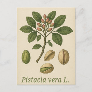 Carte Postale Pistachio vera Postcard