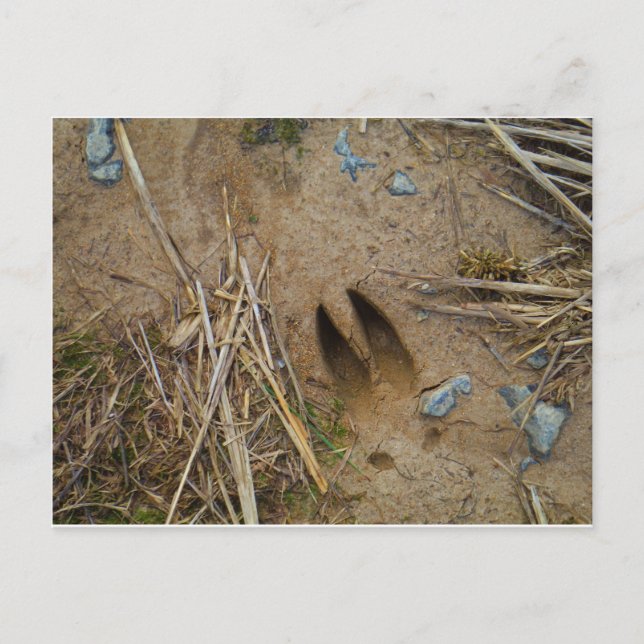 Carte Postale piste de cerfs (Devant)