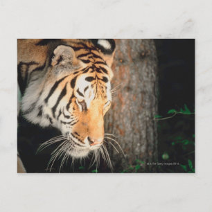 Carte Postale Piste de tigres
