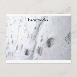 Carte Postale pistes d'ours, pistes d'ours