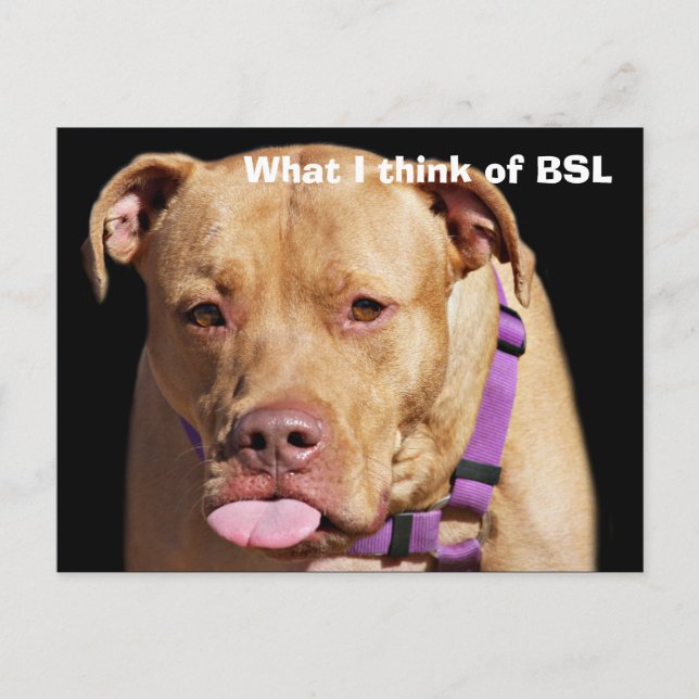Carte Postale Pit Bull (Devant)