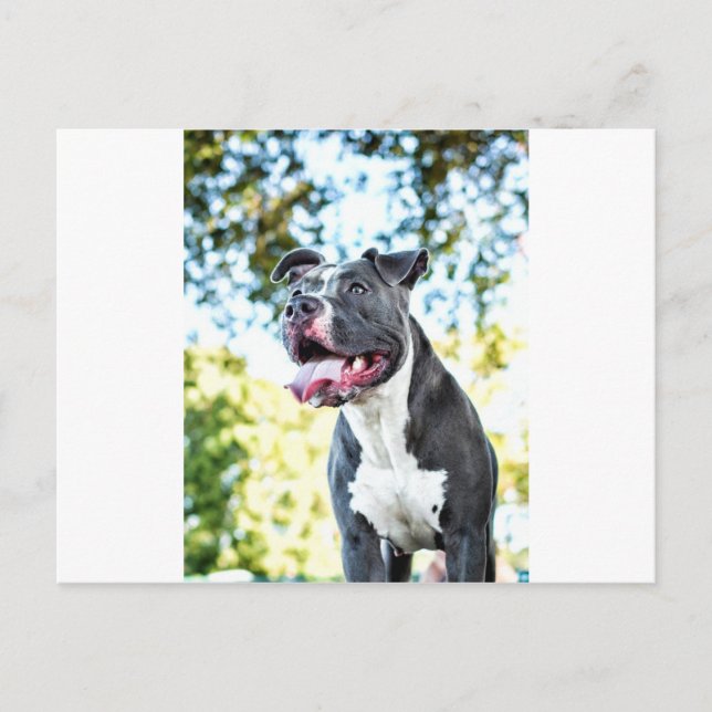 Carte Postale Pitbull (Devant)