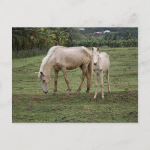 Carte Postale Pitons2