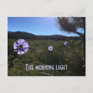 Carte Postale Pittoresque Prairie Blue Flax Flowers Vous Manquen