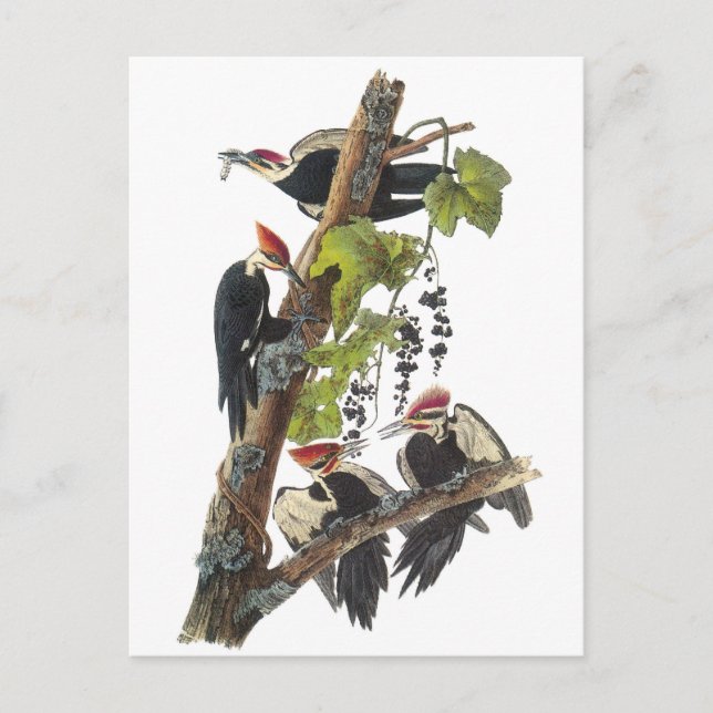 Carte Postale Pivert de Pileated par Audubon (Devant)
