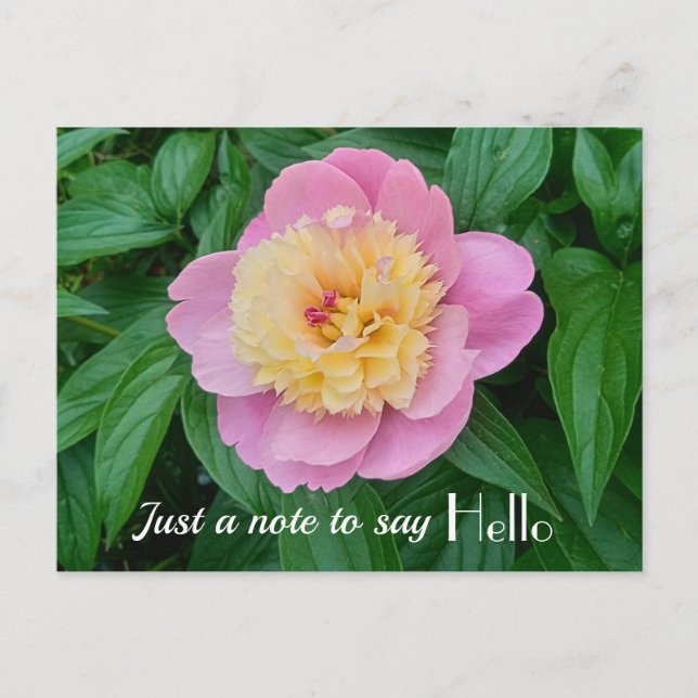 Carte Postale Pivoine Sorbet Rose Bonjour Expression  (Devant)