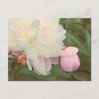 Carte Postale Pivoines roses fleur de pivoine