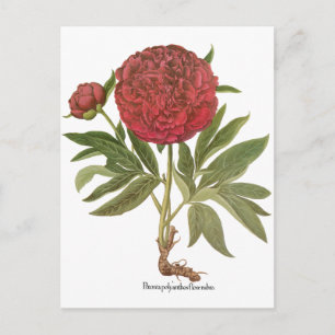 Carte Postale Pivoines Vintage, Fleurs de Pivoine par Basilius B