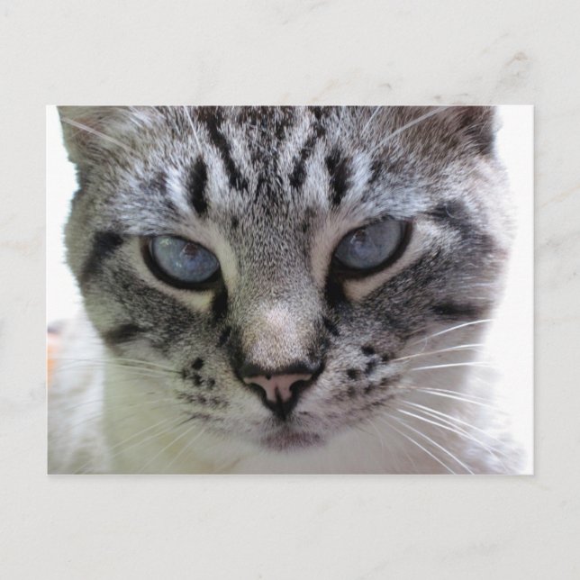 Carte Postale Pixie vers le haut (Devant)