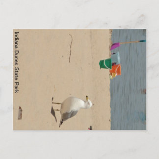 Carte Postale Plage Birdie