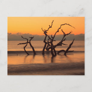 Carte Postale Plage de bois flotté au lever du soleil, île de Je
