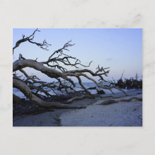 Carte Postale Plage de Driftwood