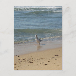 Carte Postale Plage de Montauk l'amour des mouettes