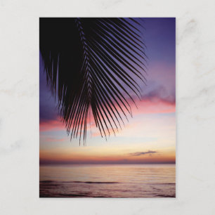 Carte Postale Plage de Sunset violet Tropical Palm Tree Silhouet