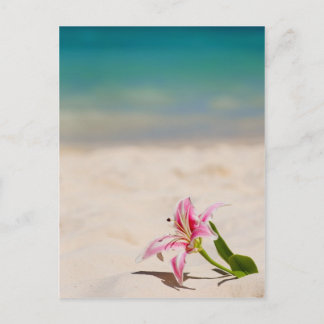 Carte Postale Plage Lily
