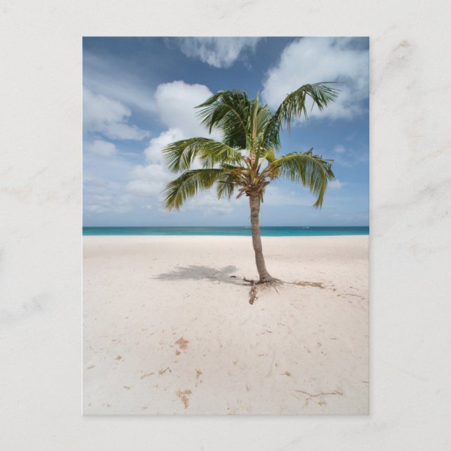 Carte Postale Plages tropicales | Eagle Beach, Aruba (Devant)