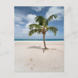 Carte Postale Plages tropicales Eagle Beach, Aruba