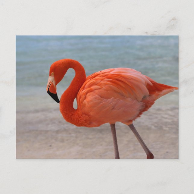 Carte Postale Plages tropicales | Flamant rose des Caraïbes, Aru (Devant)