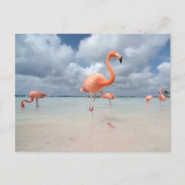 Carte Postale Plages tropicales | Plage des Flamants, Aruba (Devant)