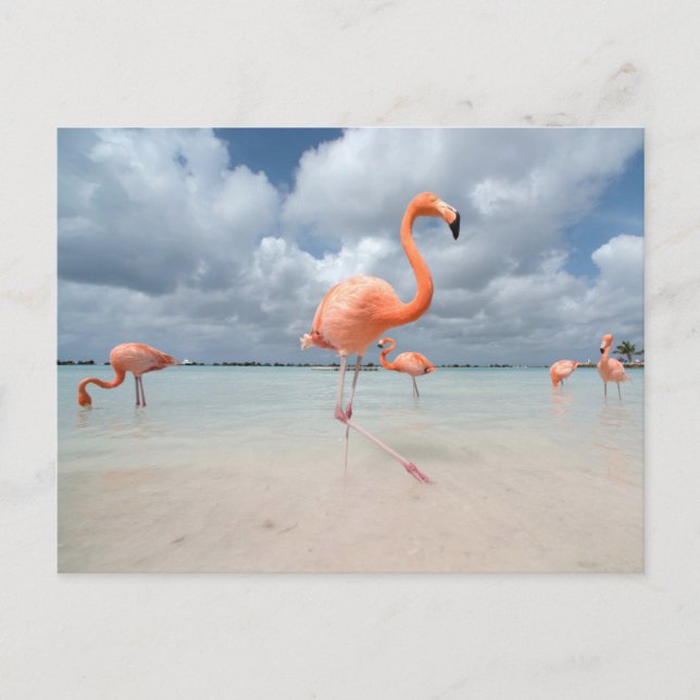 Carte Postale Plages tropicales | Plage des Flamants Roses, Arub (Devant)