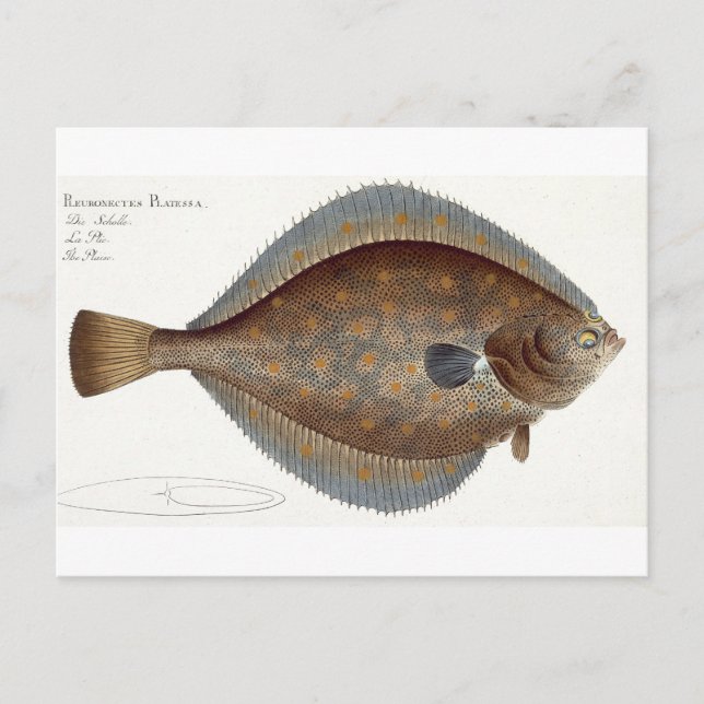 Carte Postale Plaice (Pleuronectes Platessa) plate XLII from 'Ic (Devant)
