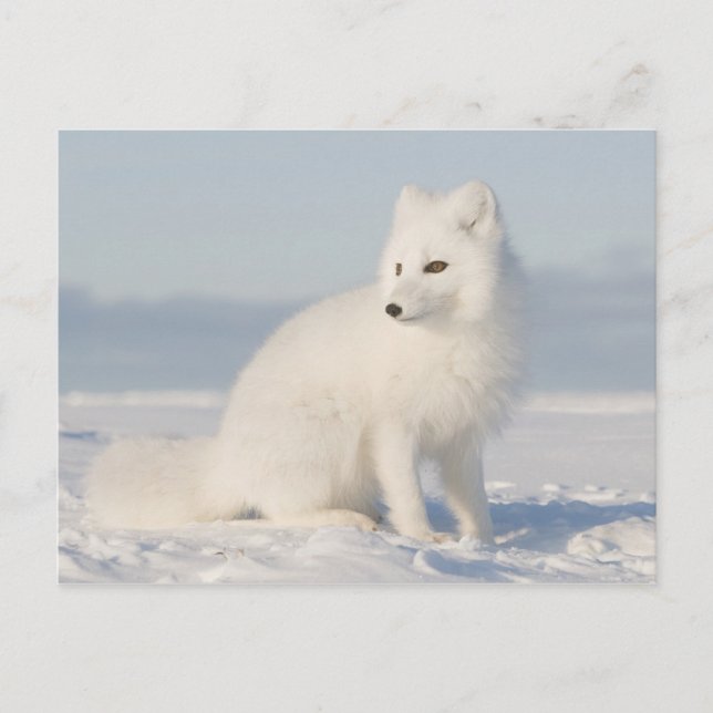 Carte Postale Plaine côtière | le renard arctique (Devant)