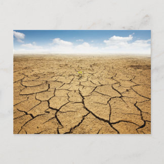 Carte Postale Plancher désertique fissuré