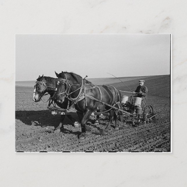 Carte Postale Plantation de maïs dans l'Iowa (Devant)
