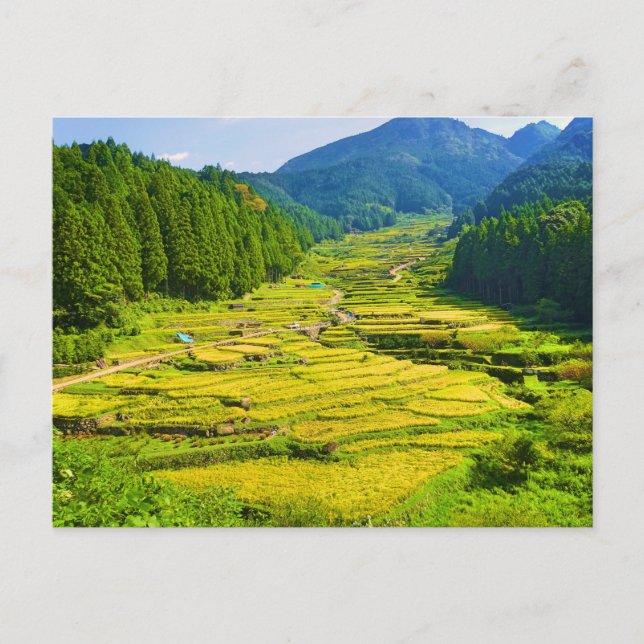 Carte Postale Plantation de riz dans les montagnes d'Asie Paysag (Devant)