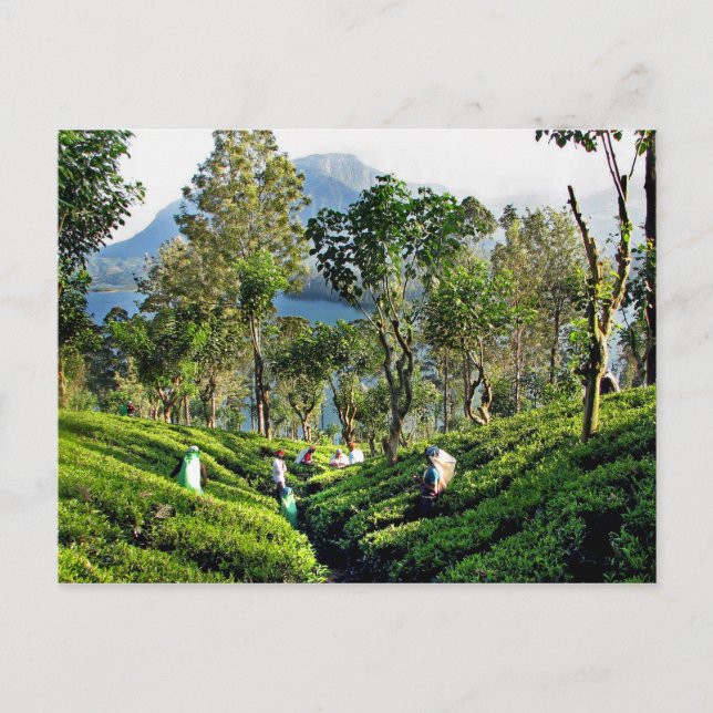 Carte Postale Plantation de thé (Devant)