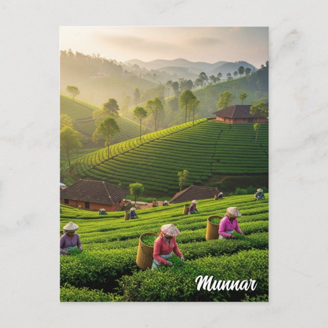 Carte Postale Plantation de thé Munnar Kerala India (Devant)