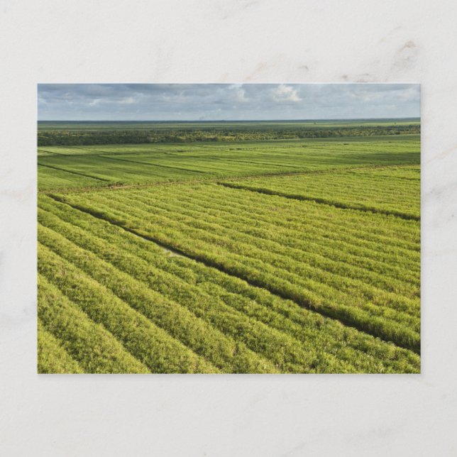 Carte Postale Plantations de canne à sucre, Guyana (Devant)