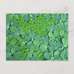 Carte Postale Plante