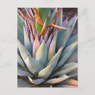 Carte postale plante Agave