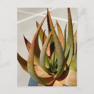 Carte postale plante Aloe