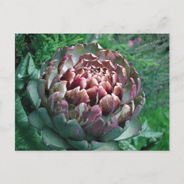 Carte Postale Plante Artichoke ouvert. (Devant)