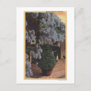 Carte Postale Plante CaliforniaWisteria en Bloom