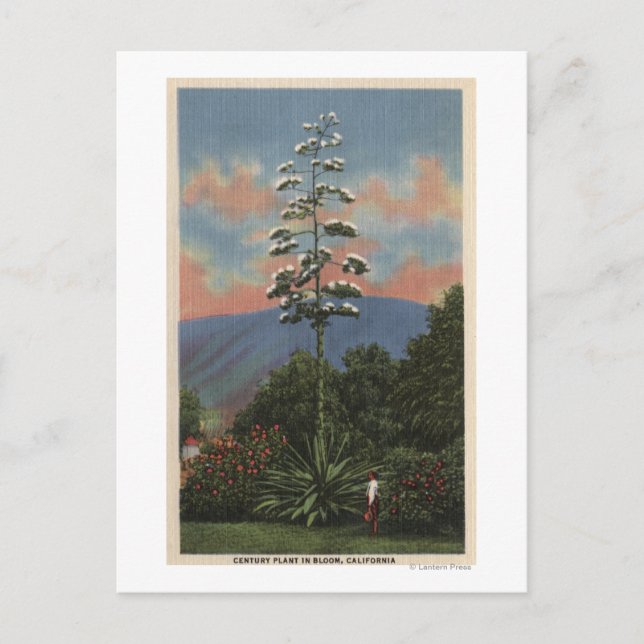 Carte Postale Plante californien en fleurs (Devant)