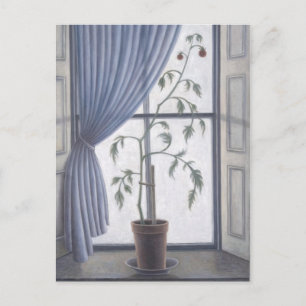 Carte Postale Plante dans Windows 2003