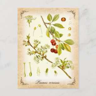 Carte Postale Plante de cerisier aigre - illustration vintage
