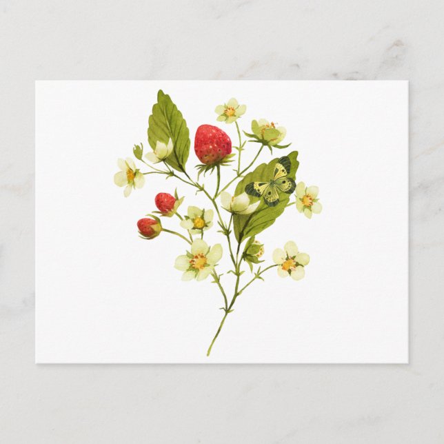 Carte Postale Plante de fraise à l'aquarelle élégante avec des f (Devant)