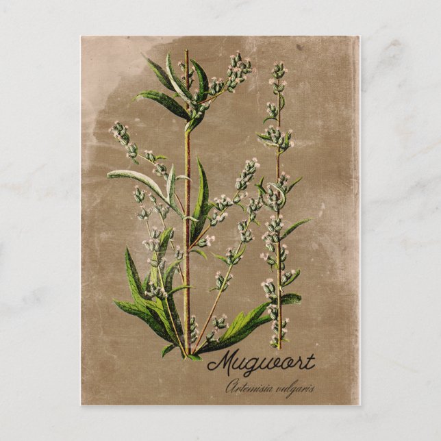 Carte postale Plante de l'herbe de mouton de style (Devant)