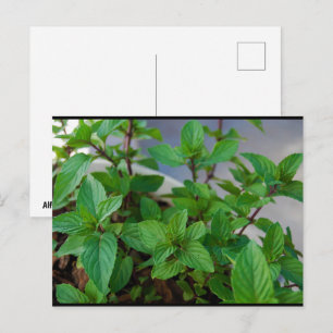 Carte Postale Plante de menthe herbacée
