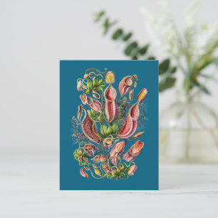 Carte Postale Plante de Pitcher (bleu) Vintage Ernst Haeckel