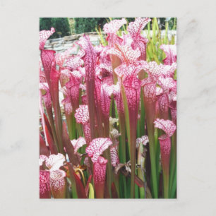 Carte Postale Plante de Pitcher rose ; fleurs roses
