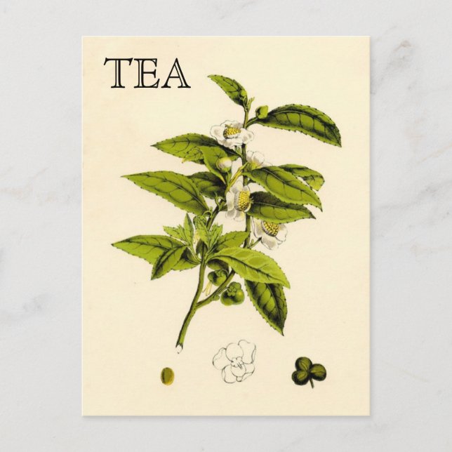 Carte Postale Plante de thé vintage (Devant)